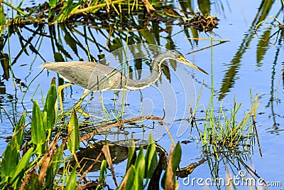 Tricolored Heron On The Hunt Stock Photo