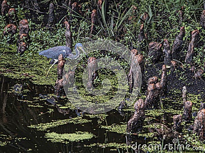 Tricolored Heron Hunting in the Cypress Swamp Stock Photo