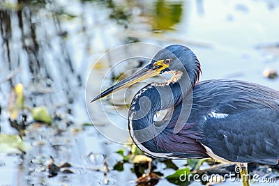 Tricolored Heron at Myakka Stock Photo