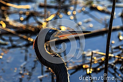 Tricolored Heron at Myakka Stock Photo