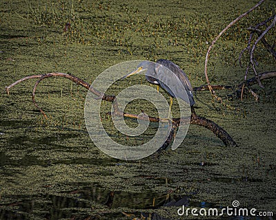 Tricolored Heron on One Foot on a Fallen Branch Stock Photo