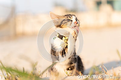 A tricolored kitten licks his paw. Cutie. He lost one eye. A homeless animal. Traumatized Stock Photo