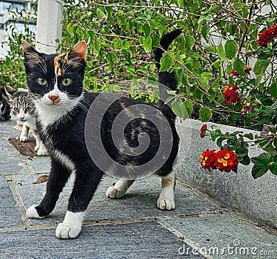 Tricolour cat with green eyes Stock Photo