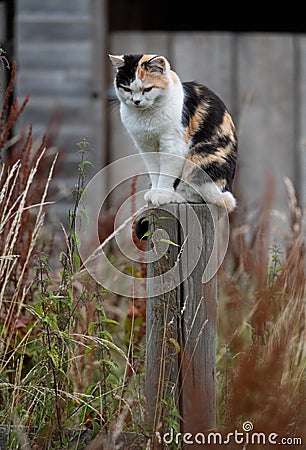 Tricolour cat sat on wooden post in yard looking for prey Stock Photo