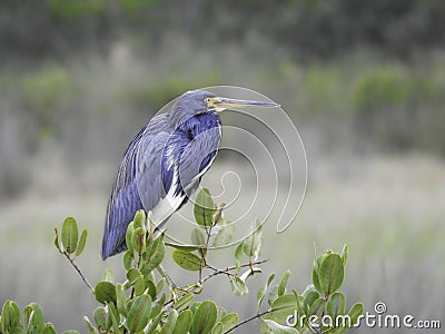 Tricoloured Heron Perched Stock Photo