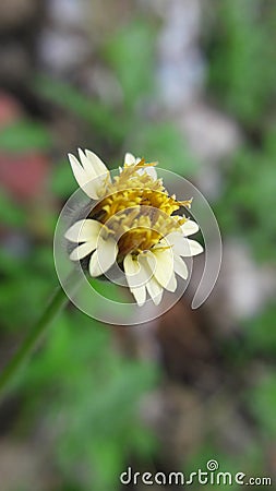 Tridax daisy / Tridax procumbens Stock Photo