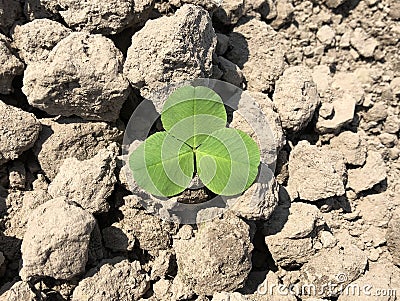 Clover outdoors, closeup with space for text Stock Photo