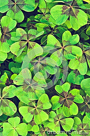 Trifolium Stock Photo