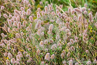 Trifolium arvense closeup. Fluffy clover in a meadow. Summer flora growing in the field. Colorful bright plants. Selective focus Stock Photo