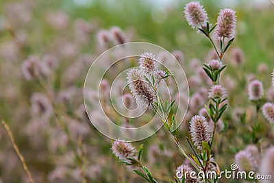 Trifolium arvense closeup. Fluffy clover in a meadow. Summer flora growing in the field. Colorful bright plants. Selective focus Stock Photo