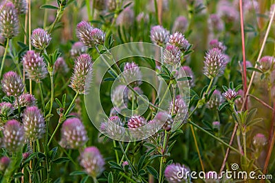 Trifolium arvense closeup. Fluffy clover in a meadow. Summer flora growing in the field. Colorful bright plants. Selective focus Stock Photo