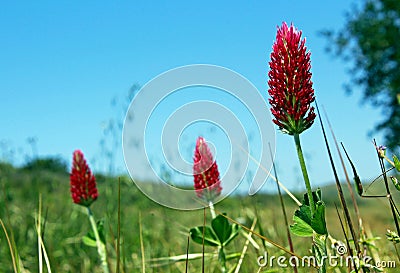 Crimson clover or Italian clover Stock Photo