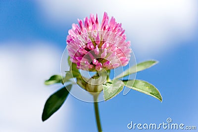 Trifolium pratense - red clover pink flower Stock Photo