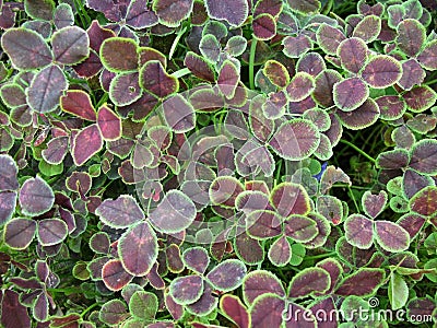 Trifolium repens Stock Photo