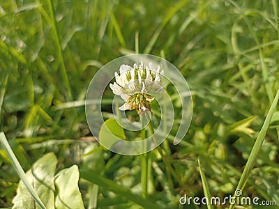 Trifolium repens, the white clover (also known as Dutch clover, Ladino clover, or Ladino) Stock Photo