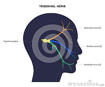 Trigeminal nerve diagram Vector Illustration