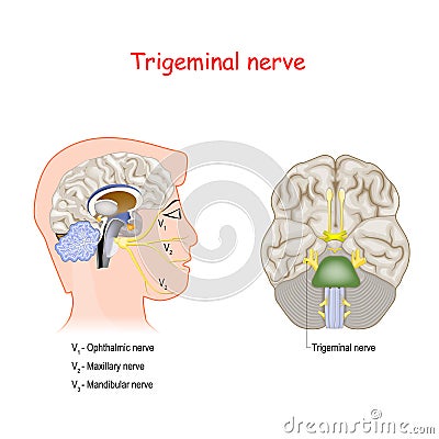 Trigeminal nerve. head cross section and Bottom View Of The Brain Vector Illustration