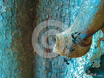 Trigona bee activity in the hive entrance Stock Photo