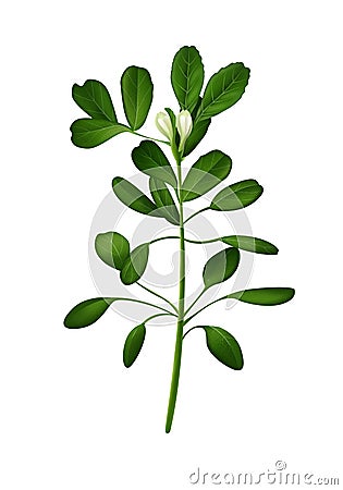 Trigonella foenum-graecum illustration. Cartoon Illustration