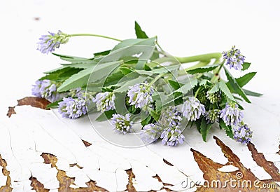 Trigonella foenum-graecum Stock Photo