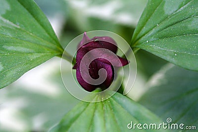 Trillium Blossom Close up - Melanthiaceae Stock Photo