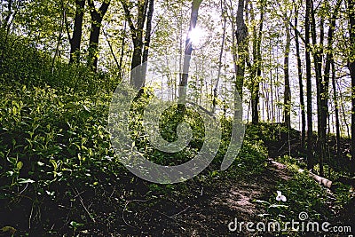 Trillium in a forest trail as spring arrives at the Seaton Trail Stock Photo