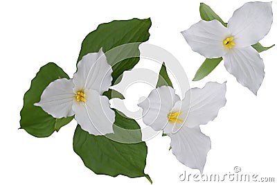 Trillium Grandiflorum Flower Stock Photo