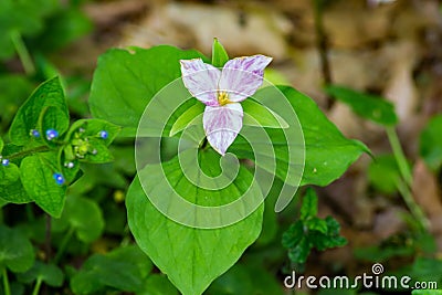 Trillium grandiflorum - Large-flowering Trillium Stock Photo