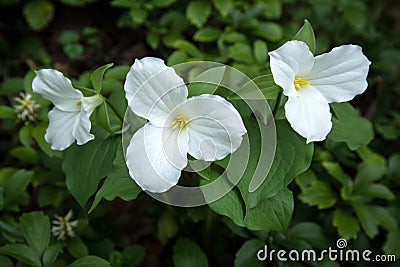 Trillium Grandiflorum Stock Photo