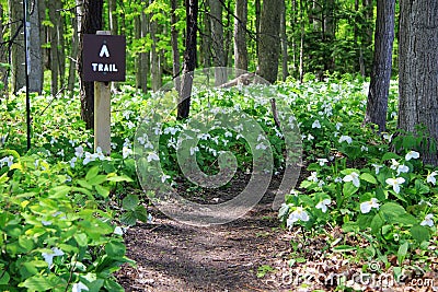 Trillium Lined Hiking Trail Stock Photo