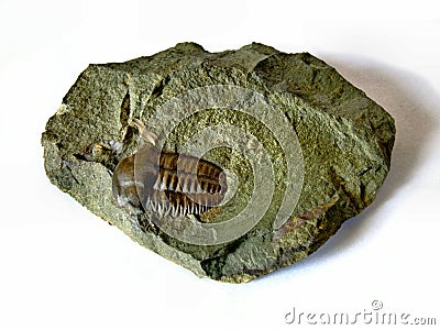 Trilobite Stock Photo