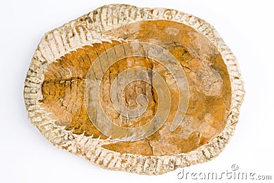 Trilobite Stock Photo