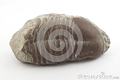 Trilobite Stock Photo