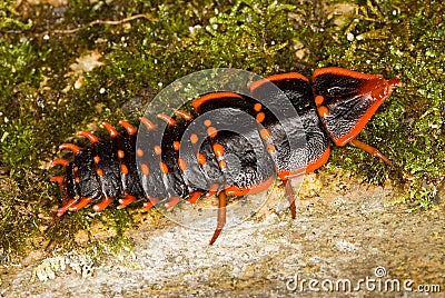 Trilobite beetle Stock Photo