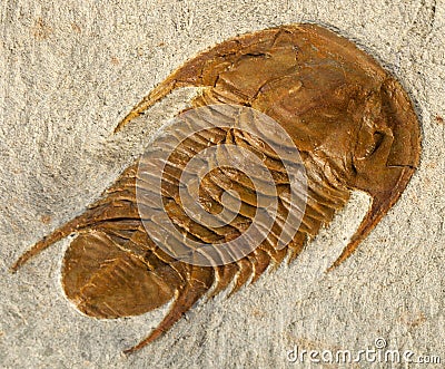 Trilobite fossil Stock Photo