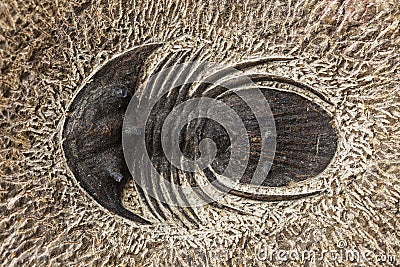 Trilobite Fossil Stock Photo