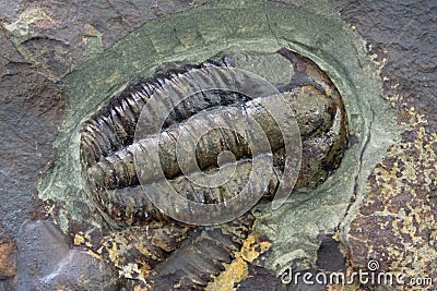 Trilobite Fossil Stock Photo