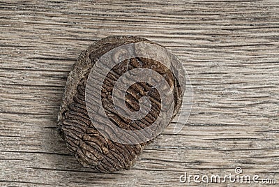 Trilobite fossil Stock Photo