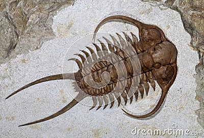 Trilobite fossil (Cheirurus ingricus) Stock Photo