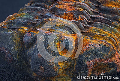 Trilobite fossil detailed look, close up picture prehistoric animal Stock Photo