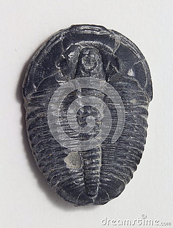 Trilobite fossil Stock Photo