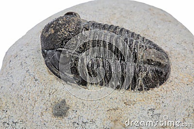 Trilobite fossill Stock Photo