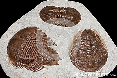 Trilobite fossils Stock Photo