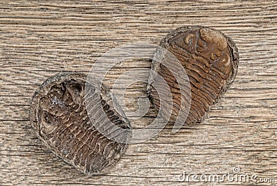 Trilobite fossils Stock Photo
