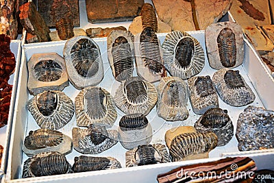 Trilobite fossils Stock Photo