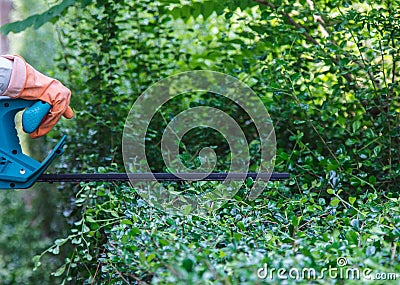 Trim hedge Stock Photo