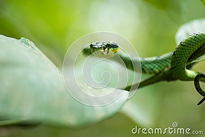 Trimeresurus trigonocephalus [Sri Lankan green pitviper] Stock Photo