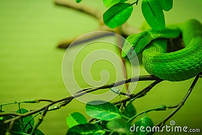 Trimeresurus trigonocephalus, the Sri Lankan pit viper, Ceylon p Stock Photo