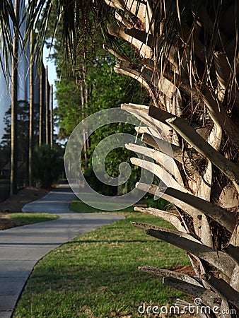 Trimmed Brown Palm Bark Branches Landscaping Stock Photo