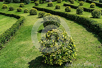 Trimmed bush plants Stock Photo